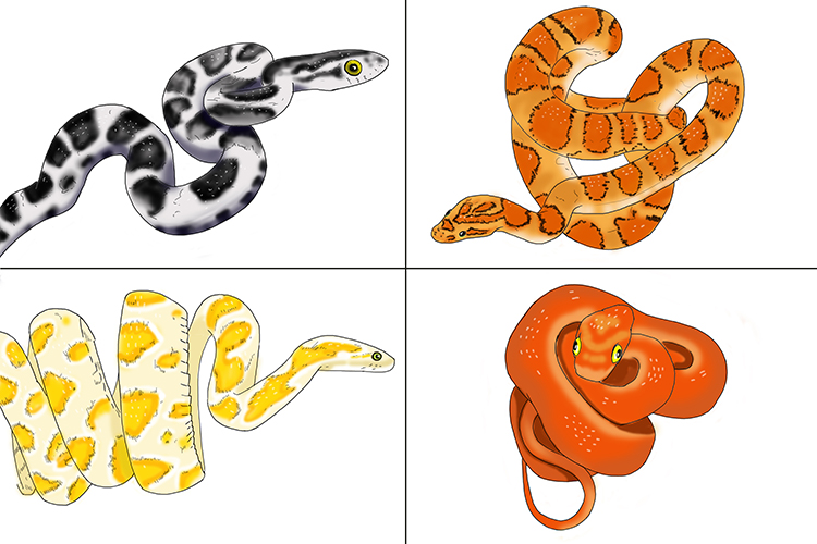 The skin colour of corn snakes can be affected by mutations.